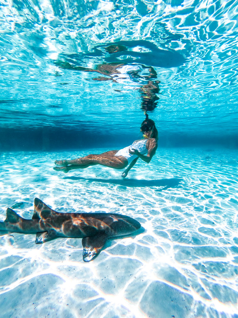 sharks in Exuma, Bahamas