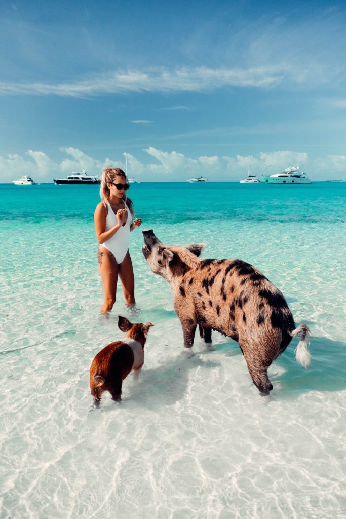 swimming pigs in Exuma, Bahamas