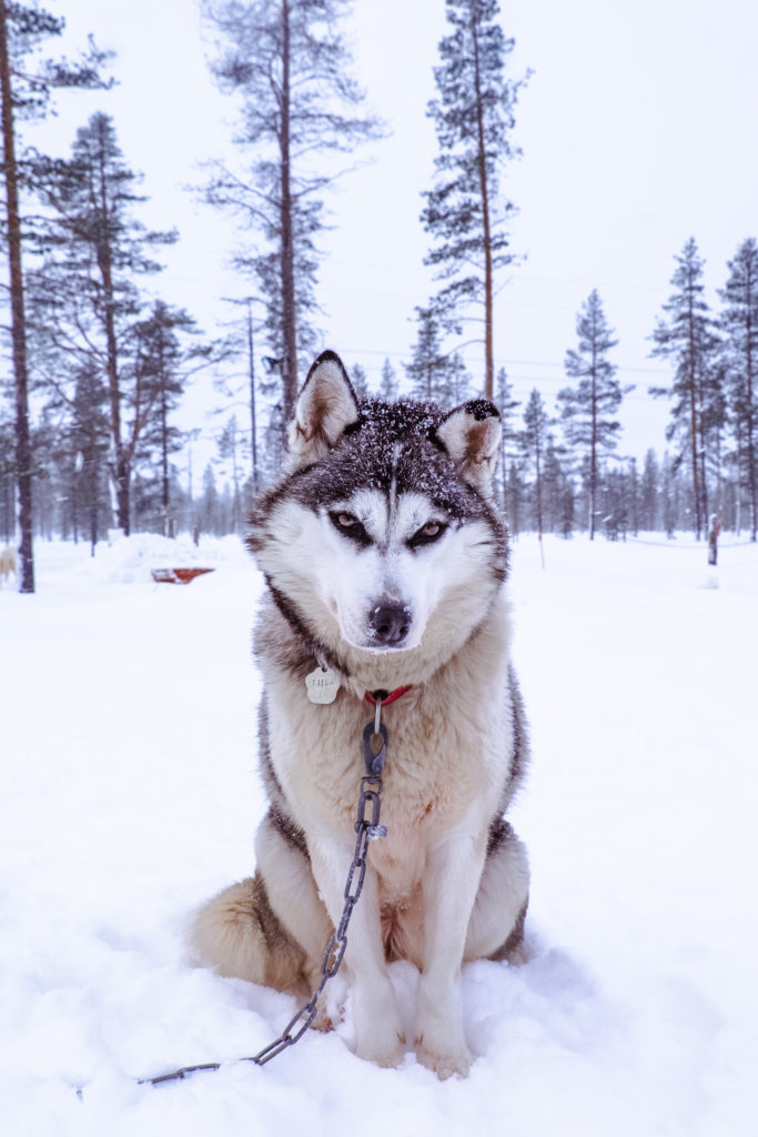 Dog sledding in Lapland, Finland