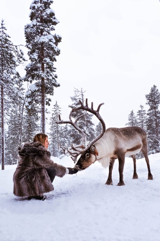 reindeer ride in Lapland, Finland