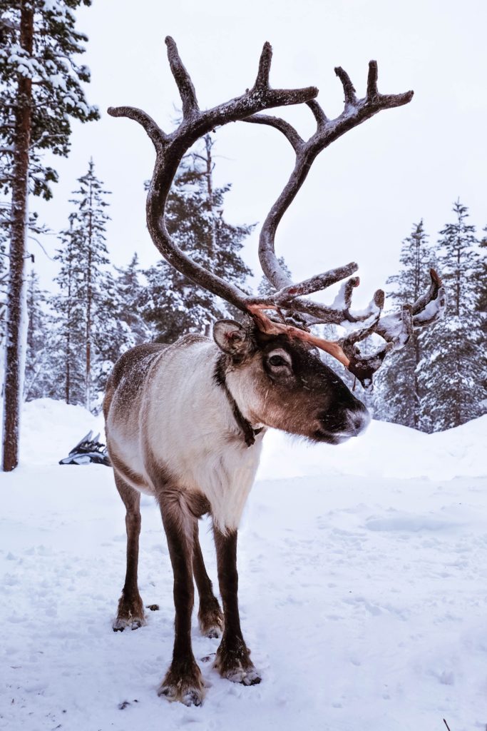 paseo de renos en Laponia