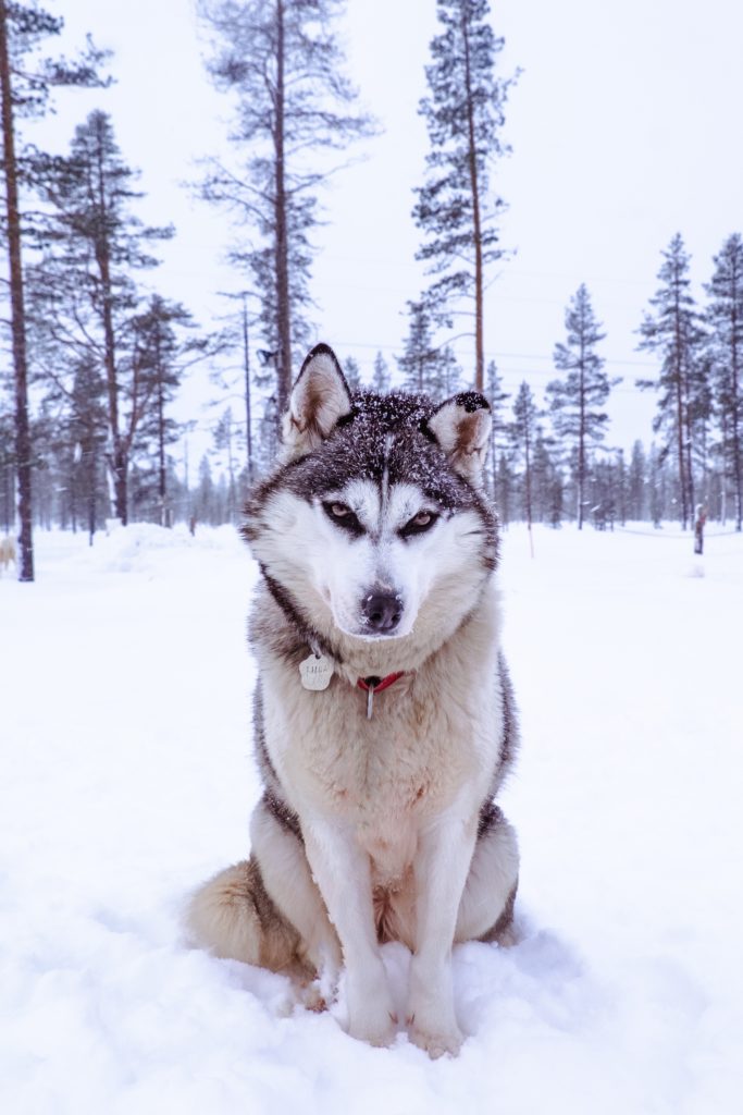 trineo de huskies en Laponia