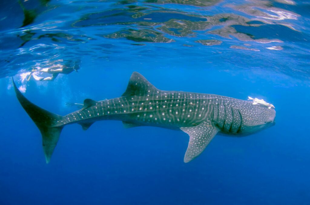 tiburon ballena maldivas