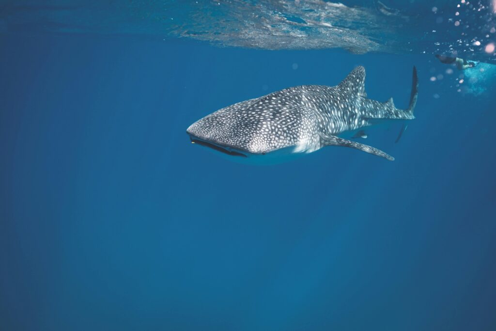bucear con el tiburon ballena en maldivas