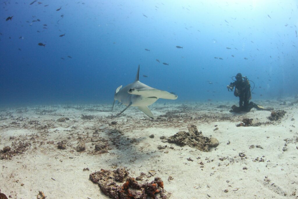 tiburon martillo en maldivas