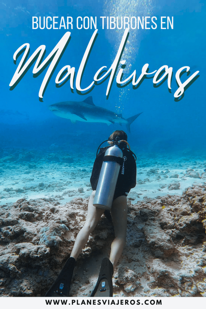 bucear con tiburones en maldivas